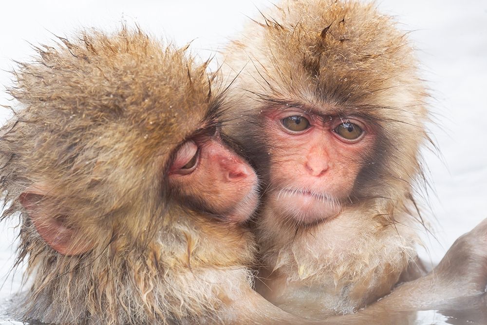 Japan-Nagano Two baby snow monkeys huddle art print by Ellen Goff for $57.95 CAD